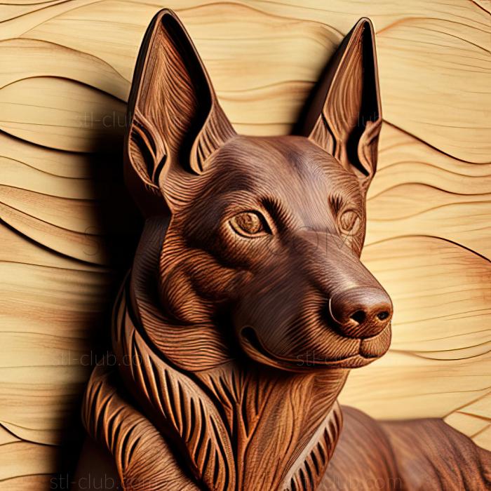 st Australian Kelpie dog